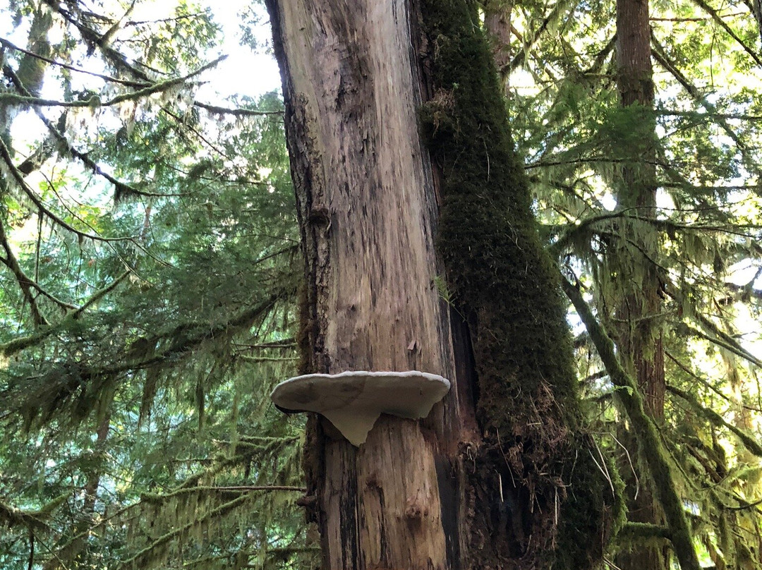 Rosewall Creek Provincial Park景点图片
