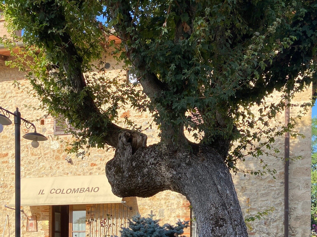 Il Colombaio Winery and Rooms主图