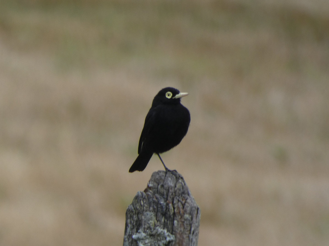 Humedal de Putemun-Castro必去景点