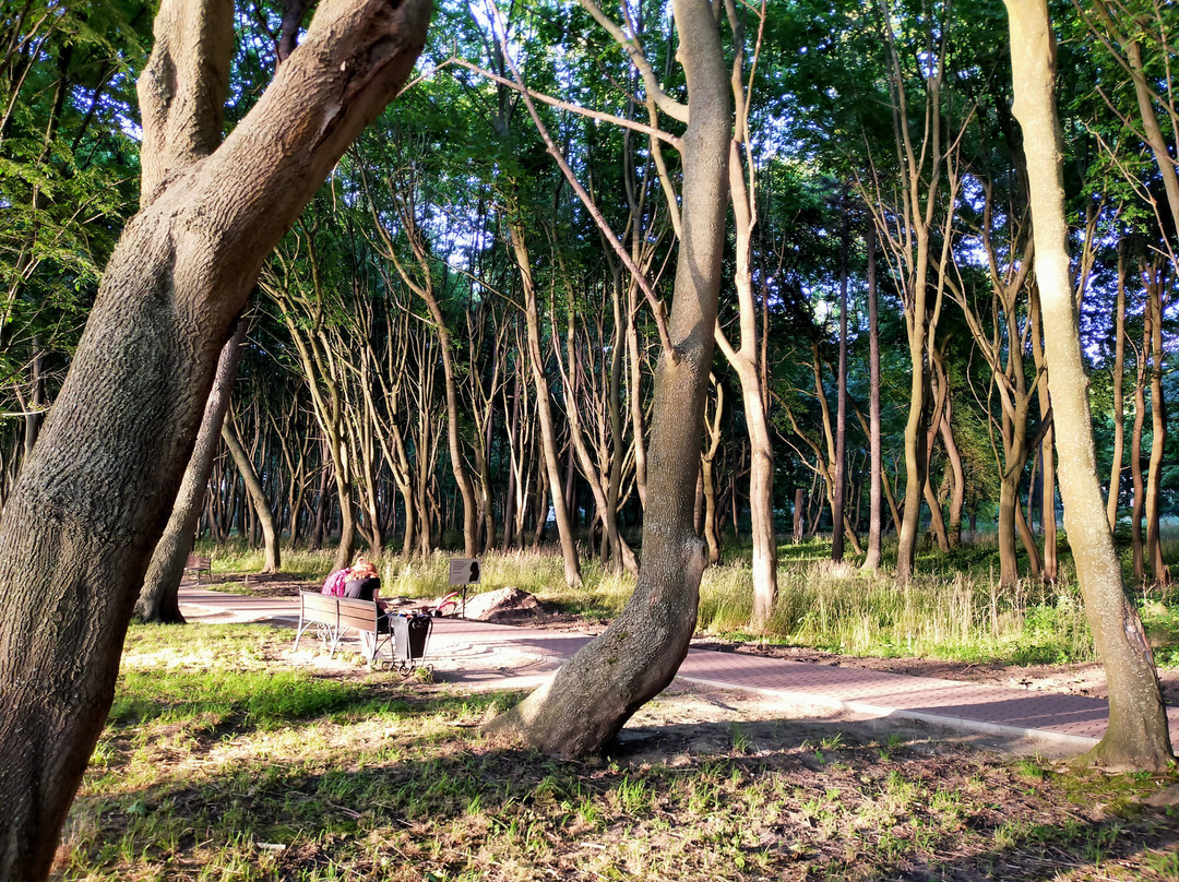 M. Becker Park-Yantarnyy必去景点
