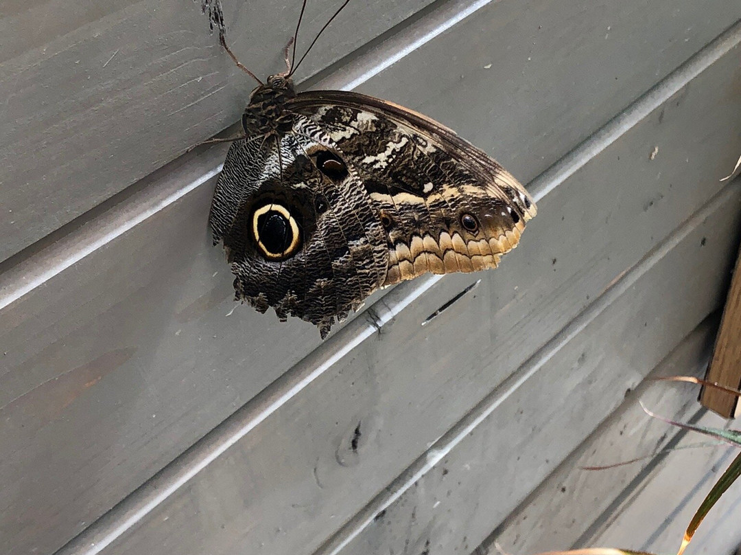 Butterfly House Praid-Praid必去景点