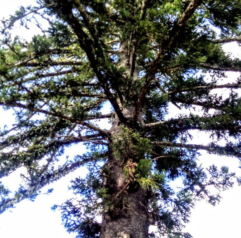Yungaburra Visitor Information Centre-Yungaburra必去景点