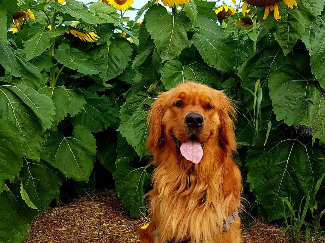 The Sunflower Farm景点图片