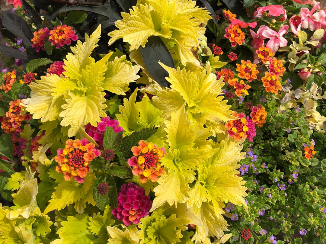 Black Walnut Inn & Vineyard主图