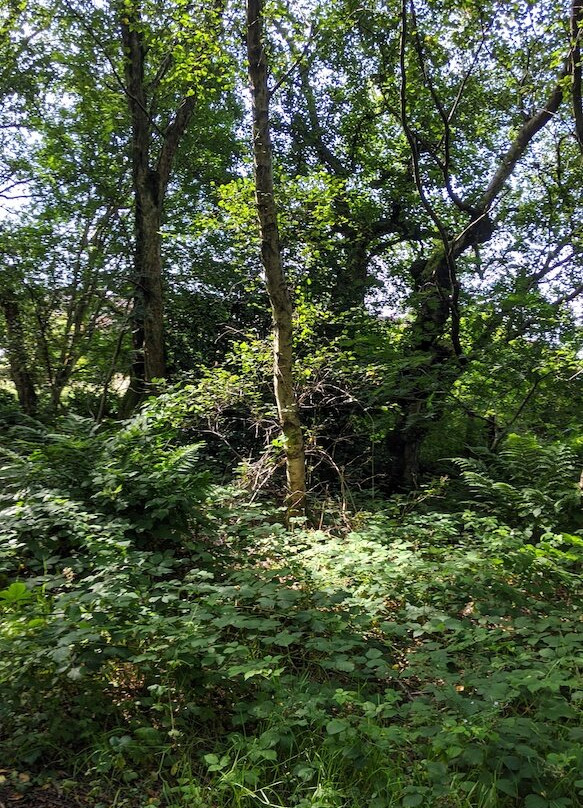 Lenzie Moss-Lenzie必去景点