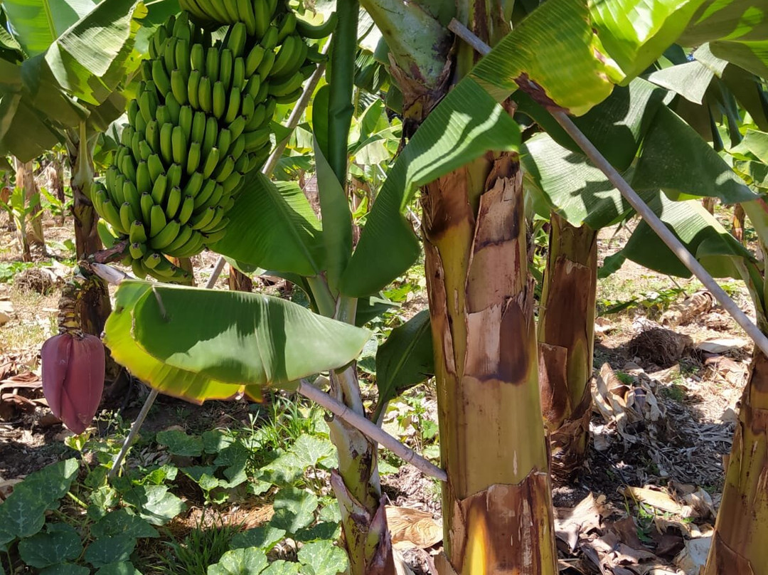 bananaECOplantation-La Orotava必去景点