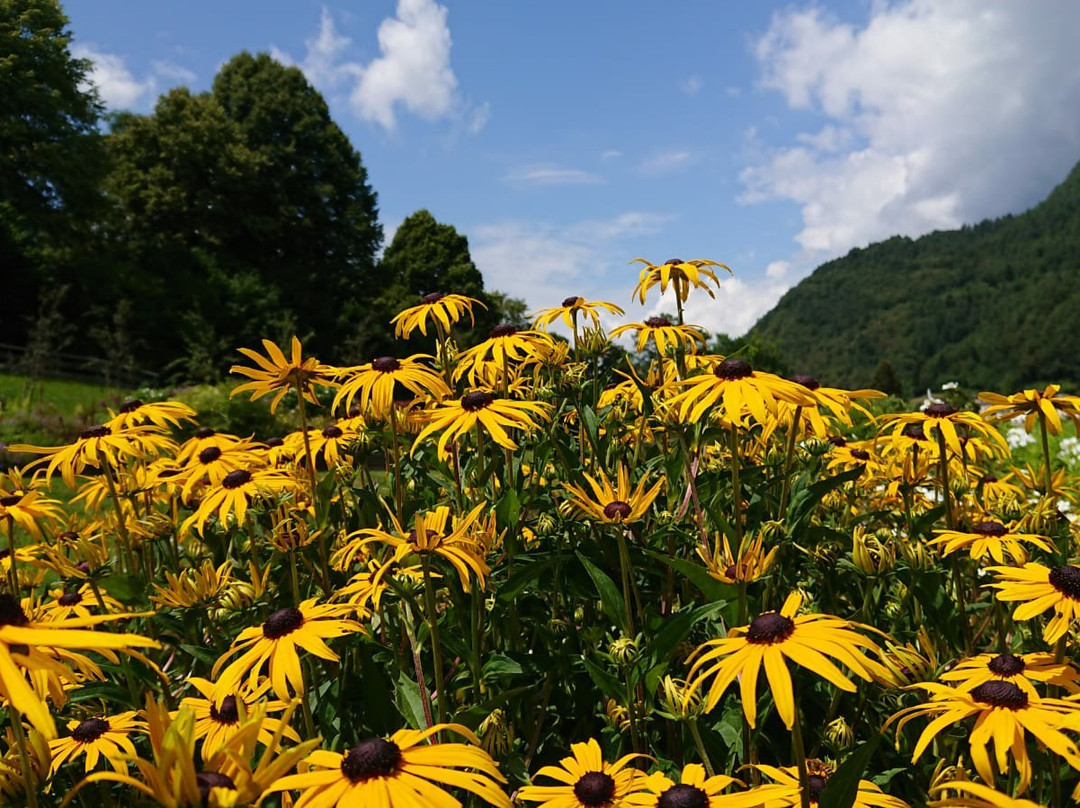 Arboreto del Tesino-Pieve Tesino必去景点