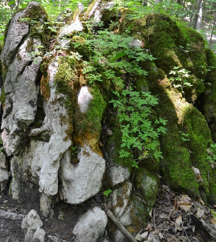 Nottawasaga Lookout Provincial Nature Reserve