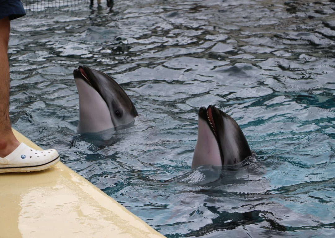Izu Mito Sea Paradise景点图片