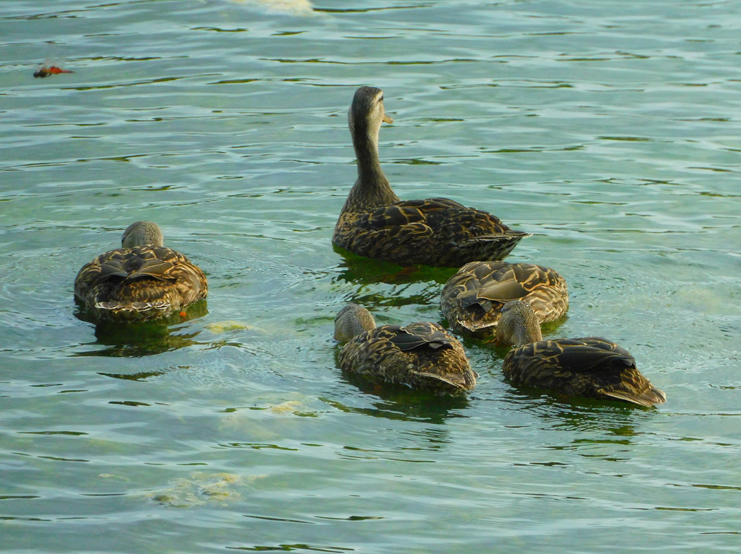 Bayhead Action Park-拉哥必去景点