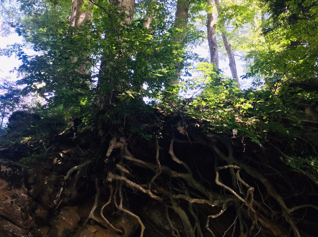 Parco Nazionale delle Foreste Casentinesi, Monte Falterona e Campigna景点图片