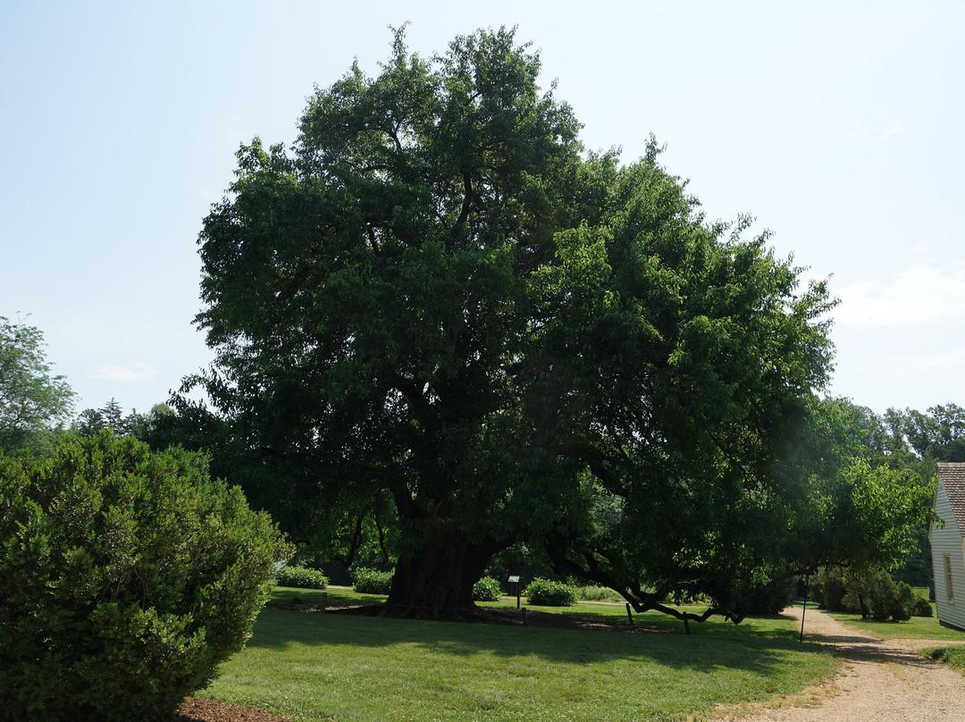 Patrick Henry's Red Hill景点图片