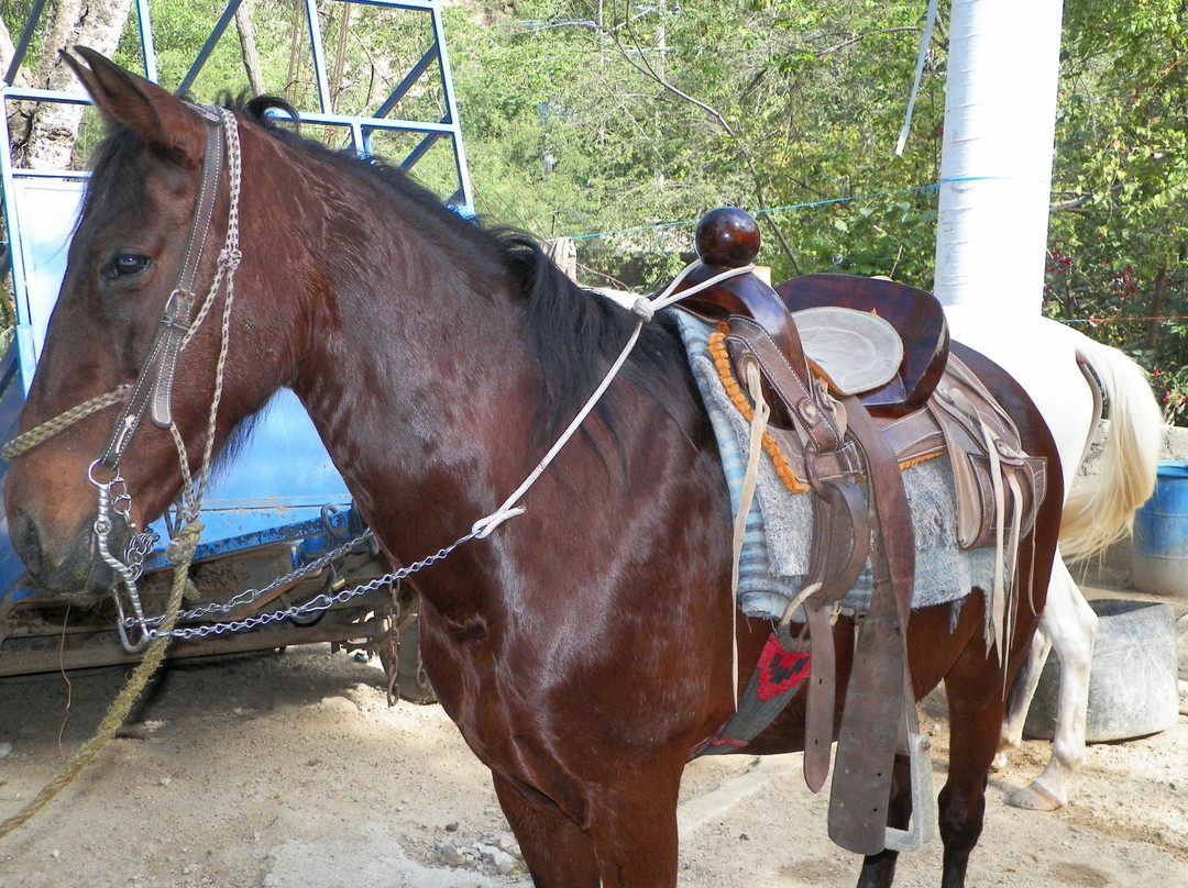 Rancho Manolo Horseback Tours-Mismaloya必去景点