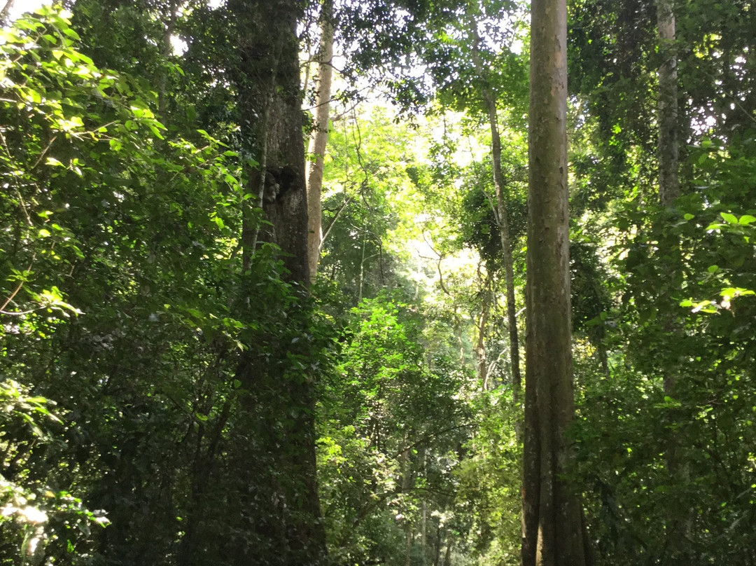 Mpanga Central Forest Reserve景点图片