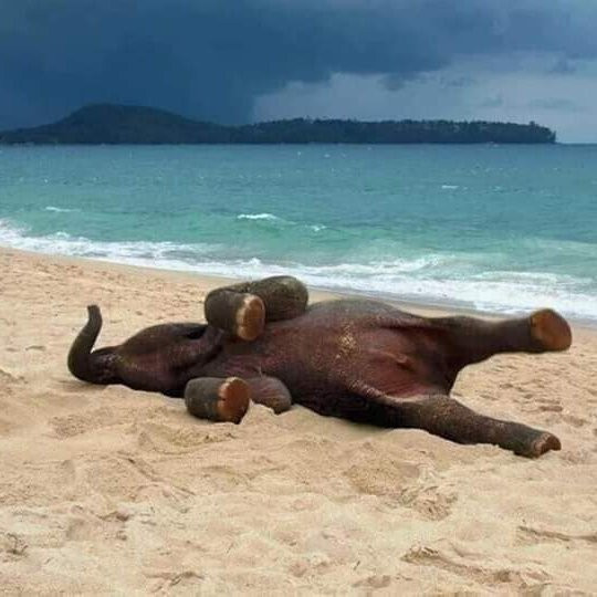 Yala旅游攻略图片