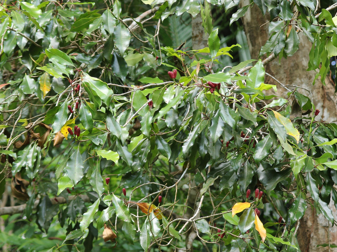 Ngezi Forest Reserve-奔巴岛必去景点