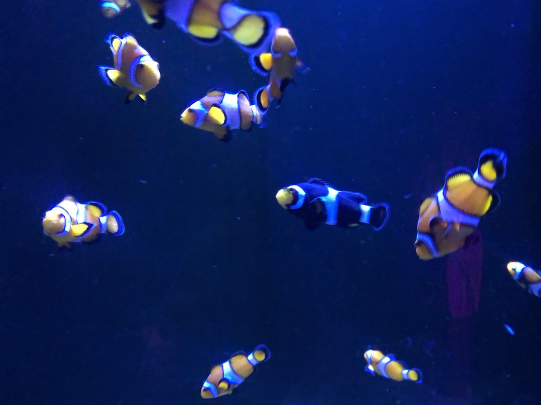 Acuario del Bajio-利昂必去景点