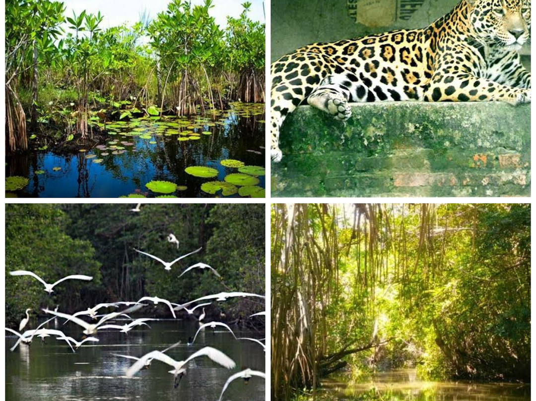 Pantanos de Centla-坎佩切州必去景点