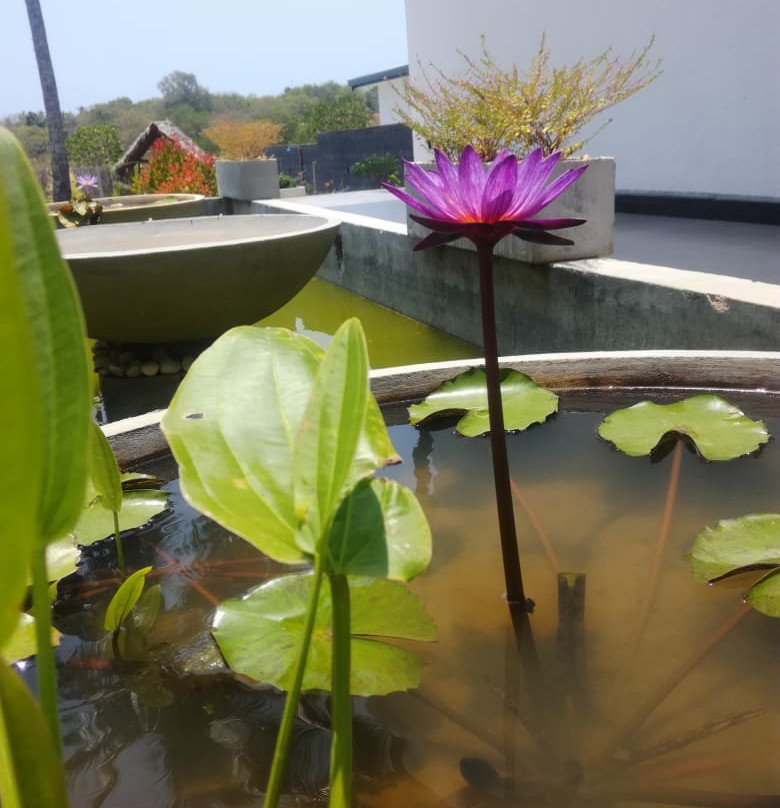 Kalametiya Dreams Hotel主图