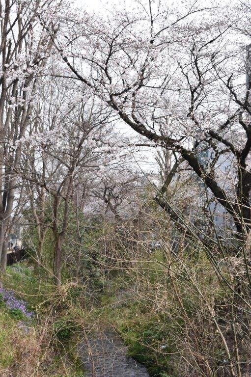 Tamagawa Green Road-三鹰市必去景点
