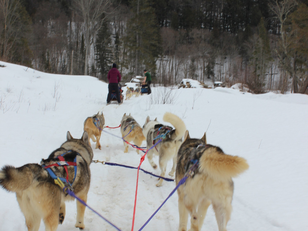 Winterdance Dogsled Tours景点图片