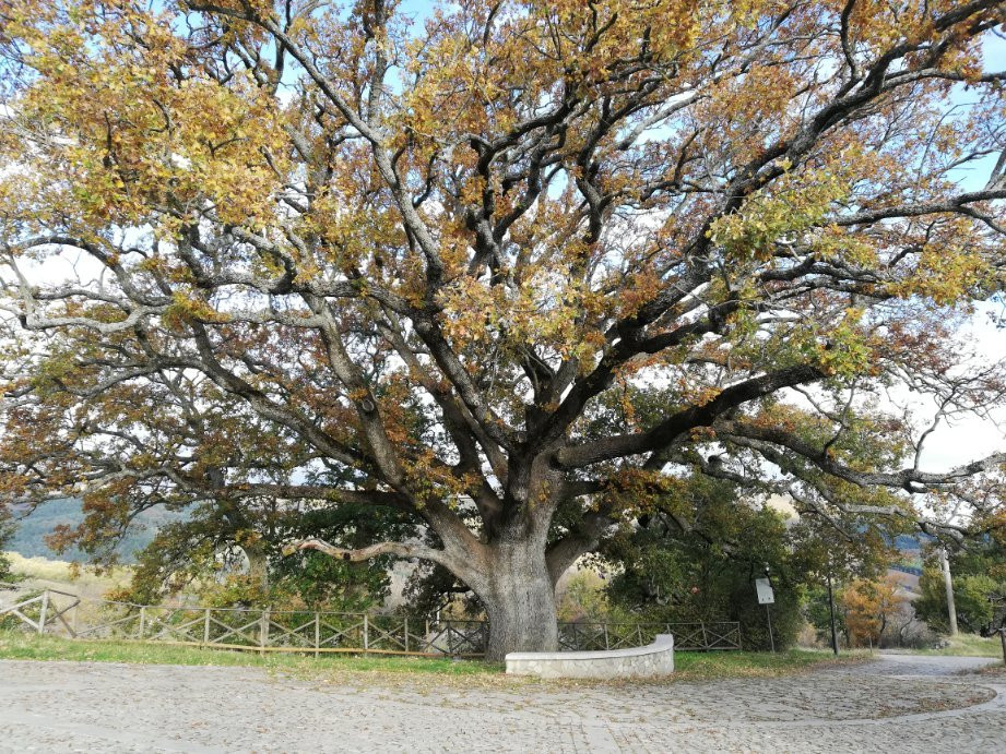 La Quercia di San Vito景点图片