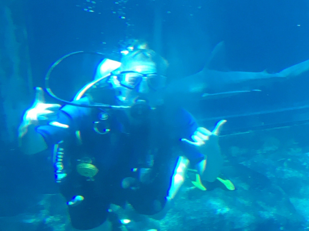 Shark Tank Scuba-威玛纳诺必去景点