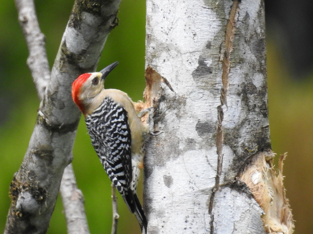 Playa Cativo Lodge主图