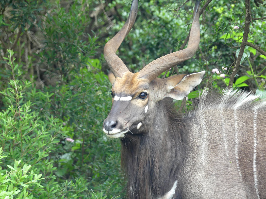 Inkwenkwezi Private Game Reserve