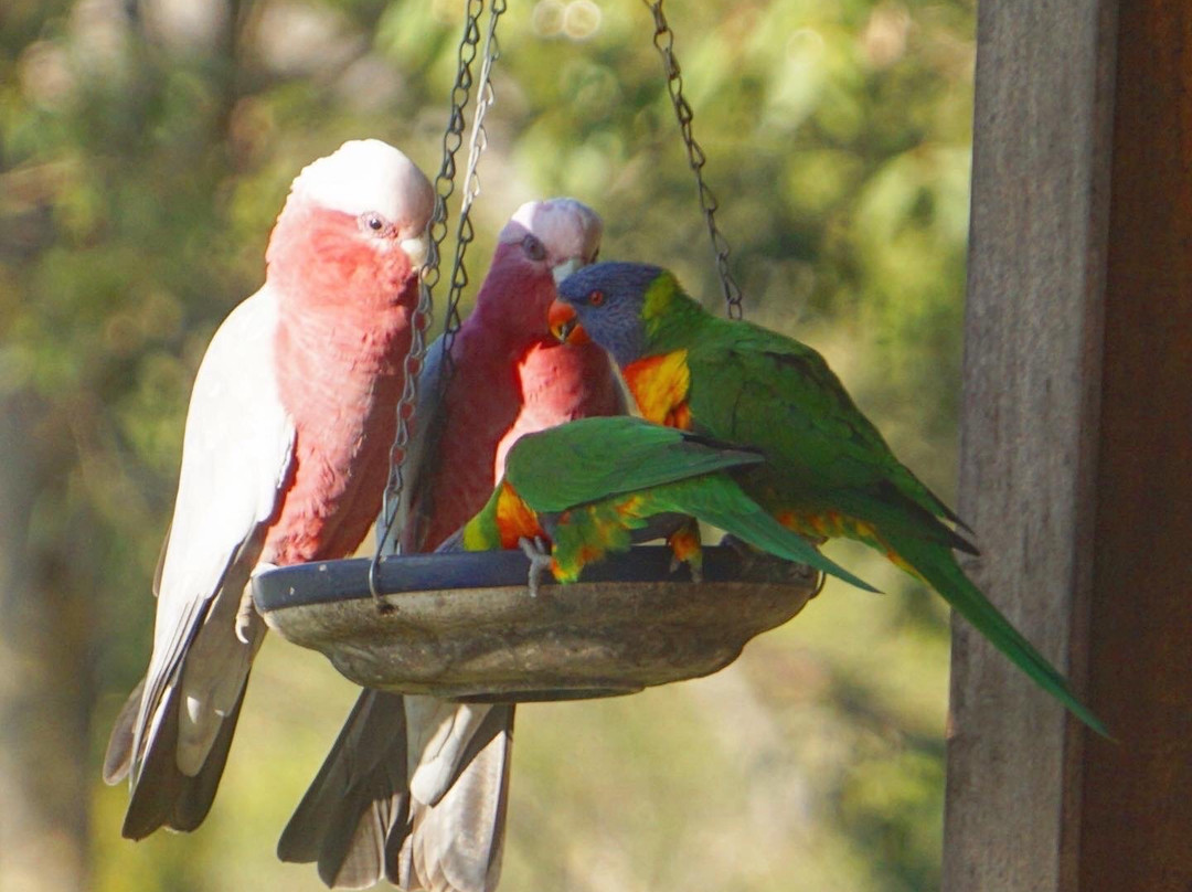 BellbirdHill Bed & Breakfast主图