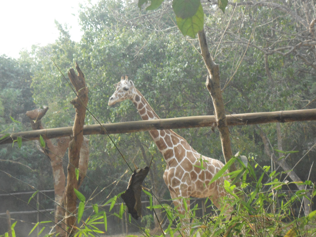 Nandankanan Zoological Park景点图片