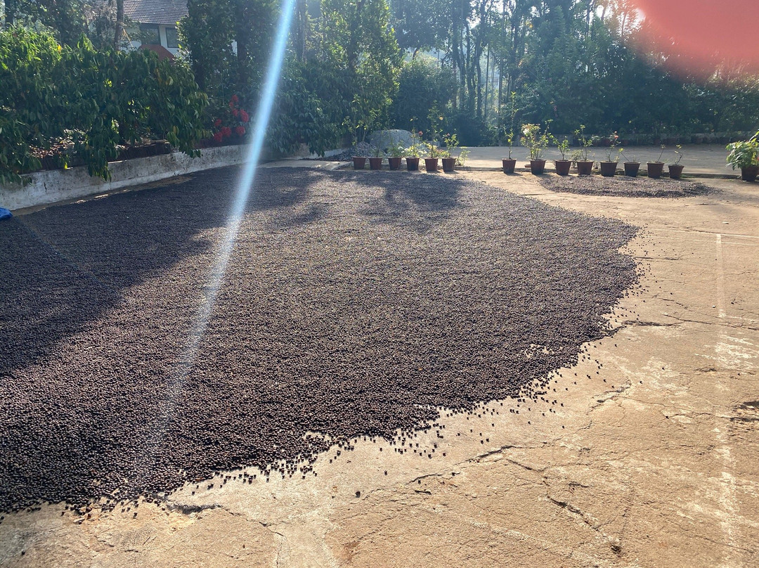 Dhanagiri Home Stay主图