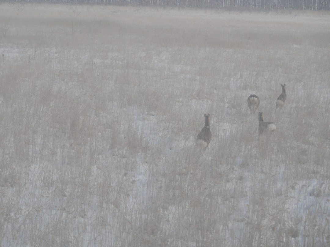 Kushiro Shitsugen Station-钏路町必去景点