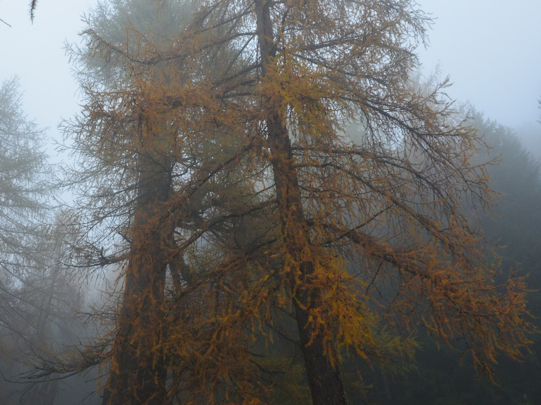 Ancient Larches of Val d'Ultimo Valley景点图片