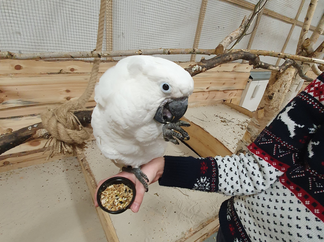 Papugarnia Karpacz景点图片