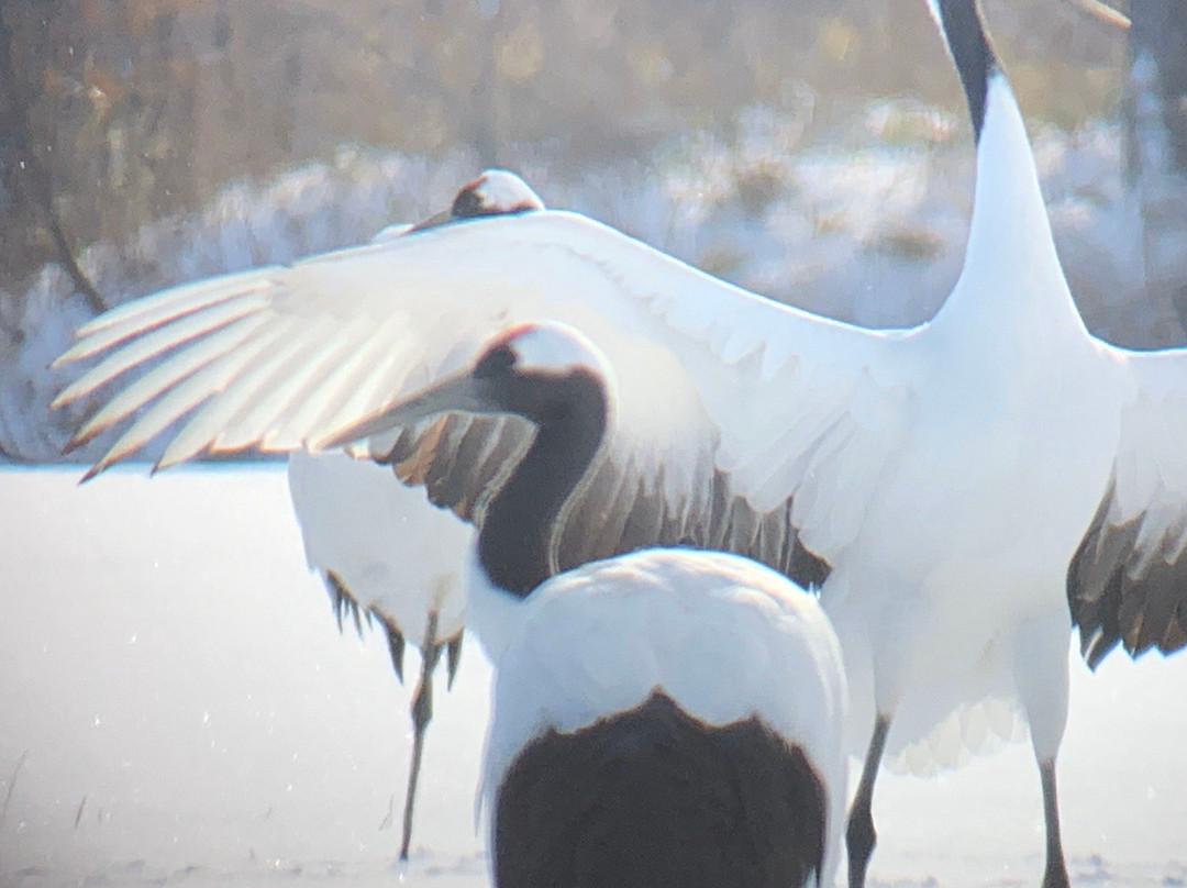 Tsurui Ito Red-crowned Crane Sanctuary-鹤居村必去景点