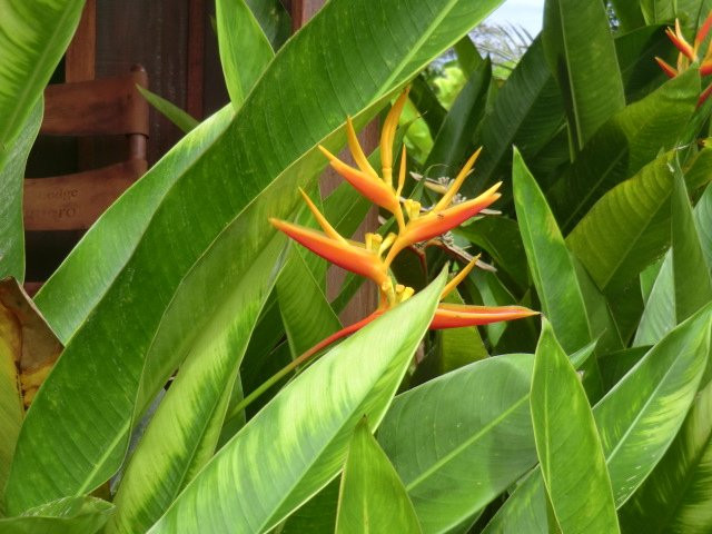 Laguna Lodge Tortuguero主图