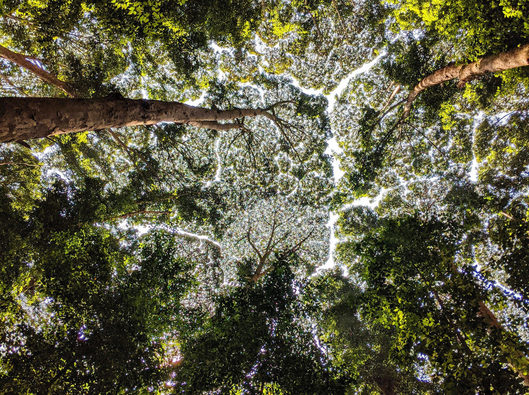 FRIM -Forest Research Institute of Malaysia-八打灵再也必去景点