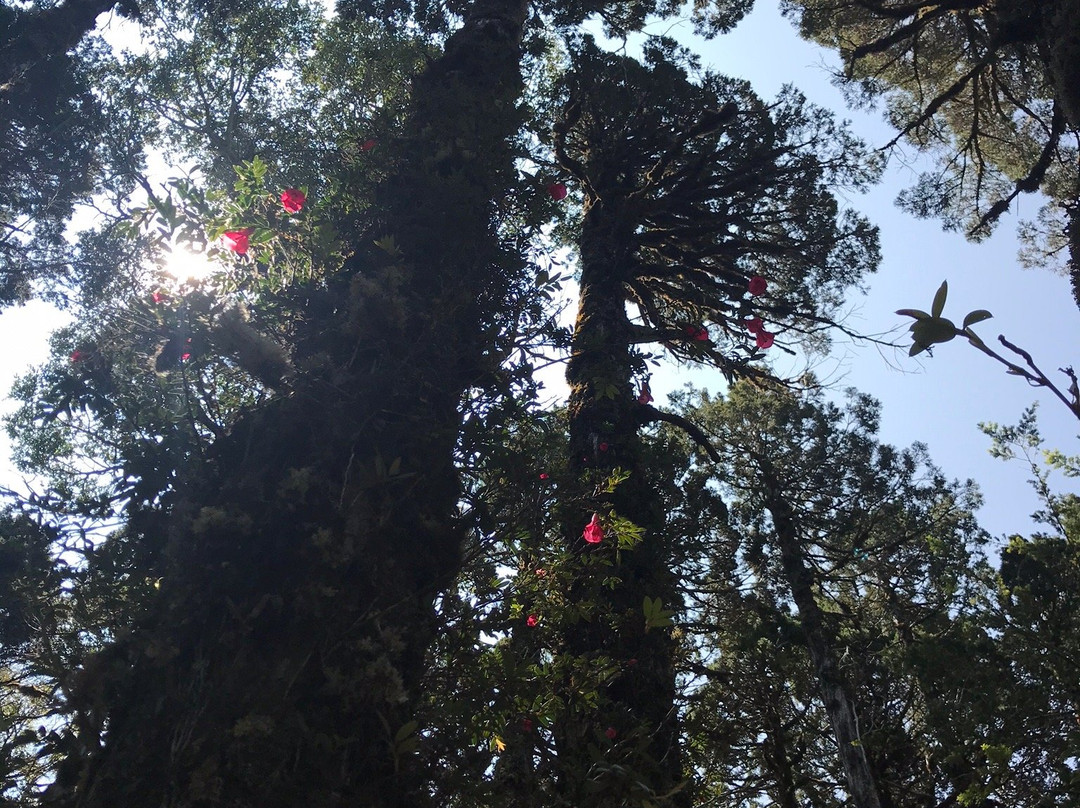Parque Nacional Alerce Costero-Ciudad La Union必去景点