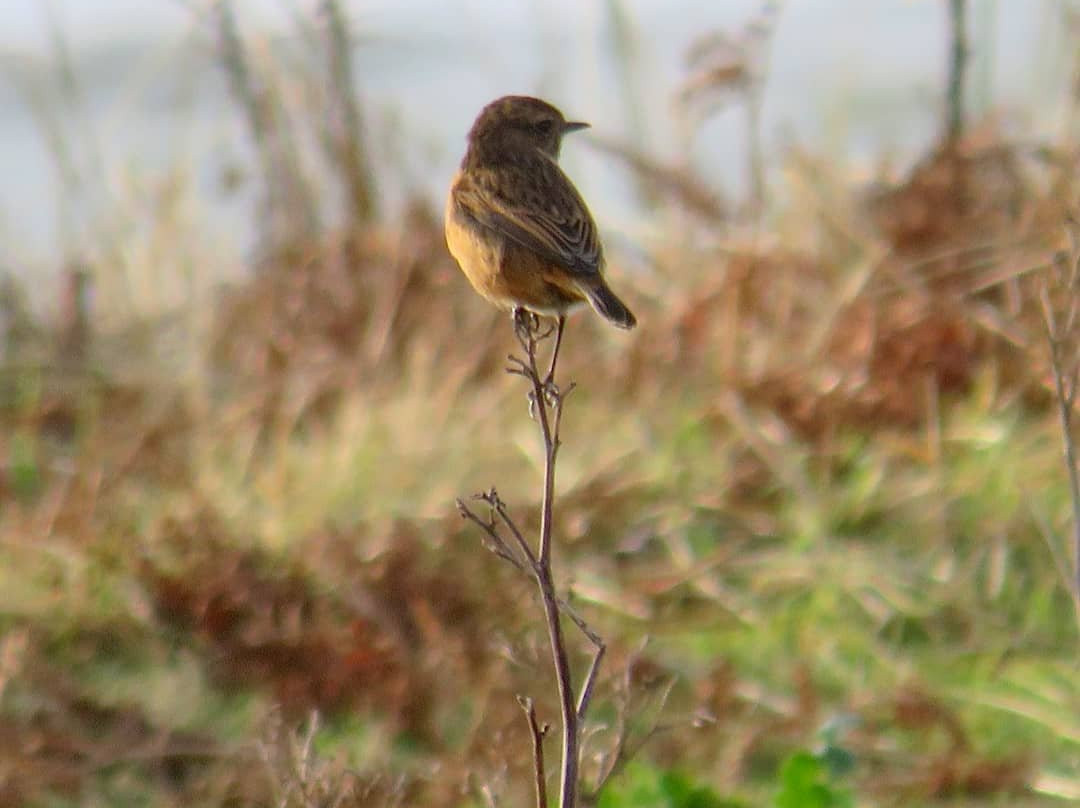 South Walney Nature Reserve景点图片