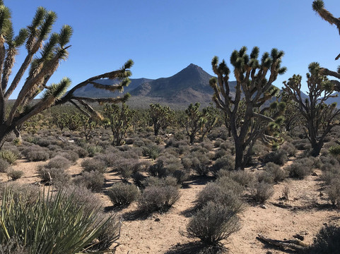 Desert Wonder Tours-哈瓦苏湖城必去景点