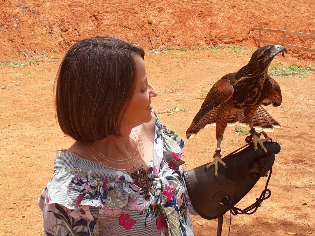 Escola de Falcoaria-蒙特贝尔德必去景点