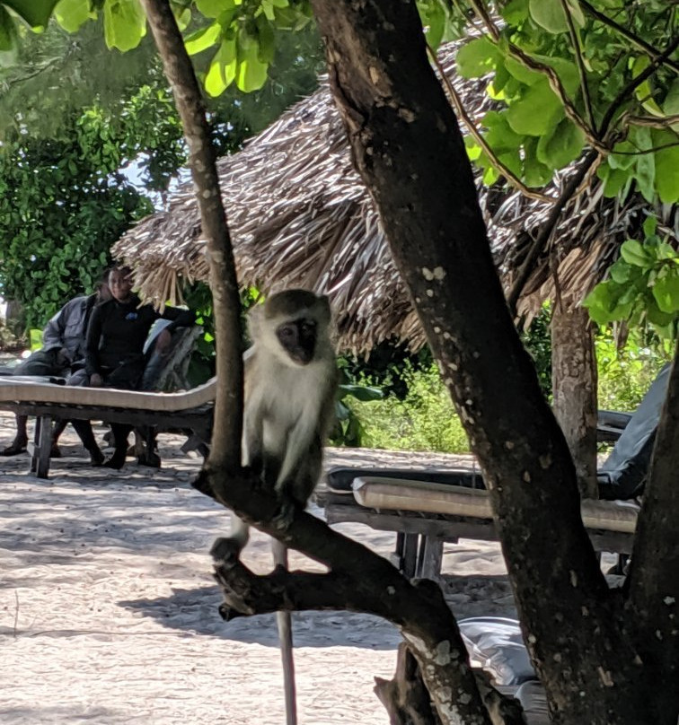 Misali island-奔巴岛必去景点