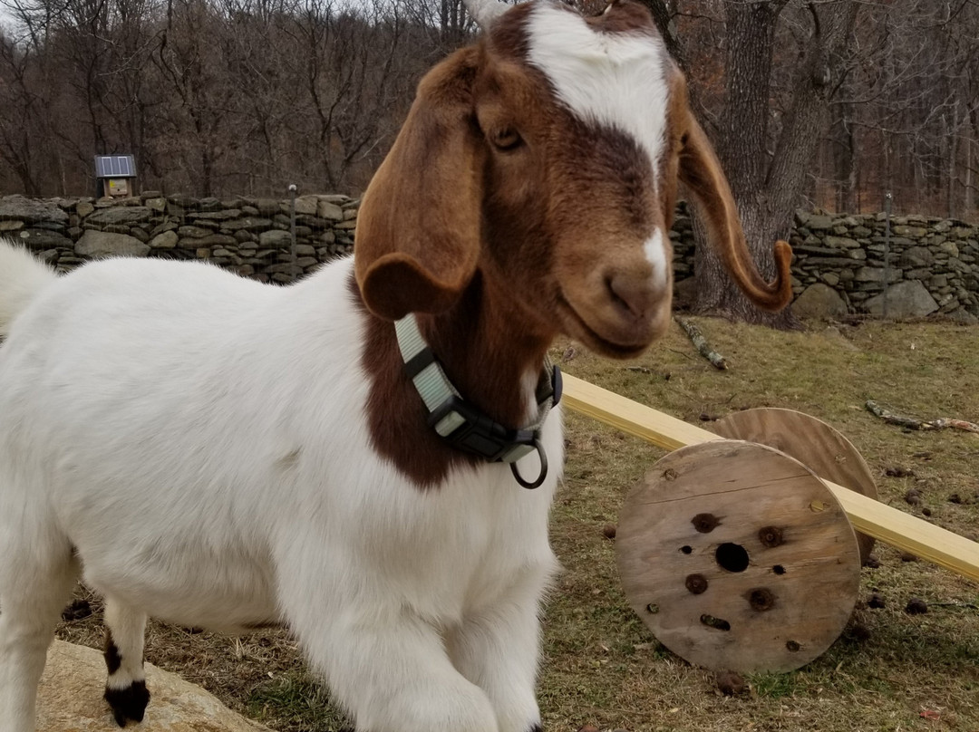 Black Dog Farm at Mount Welby主图