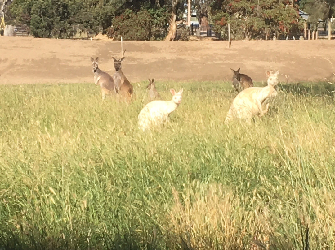 Bordertown Wildlife Park景点图片