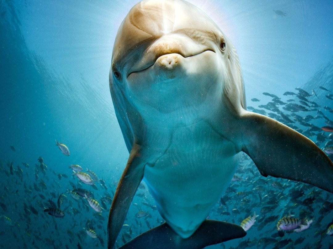 Dolphin House Aqua Center-赫尔格达必去景点