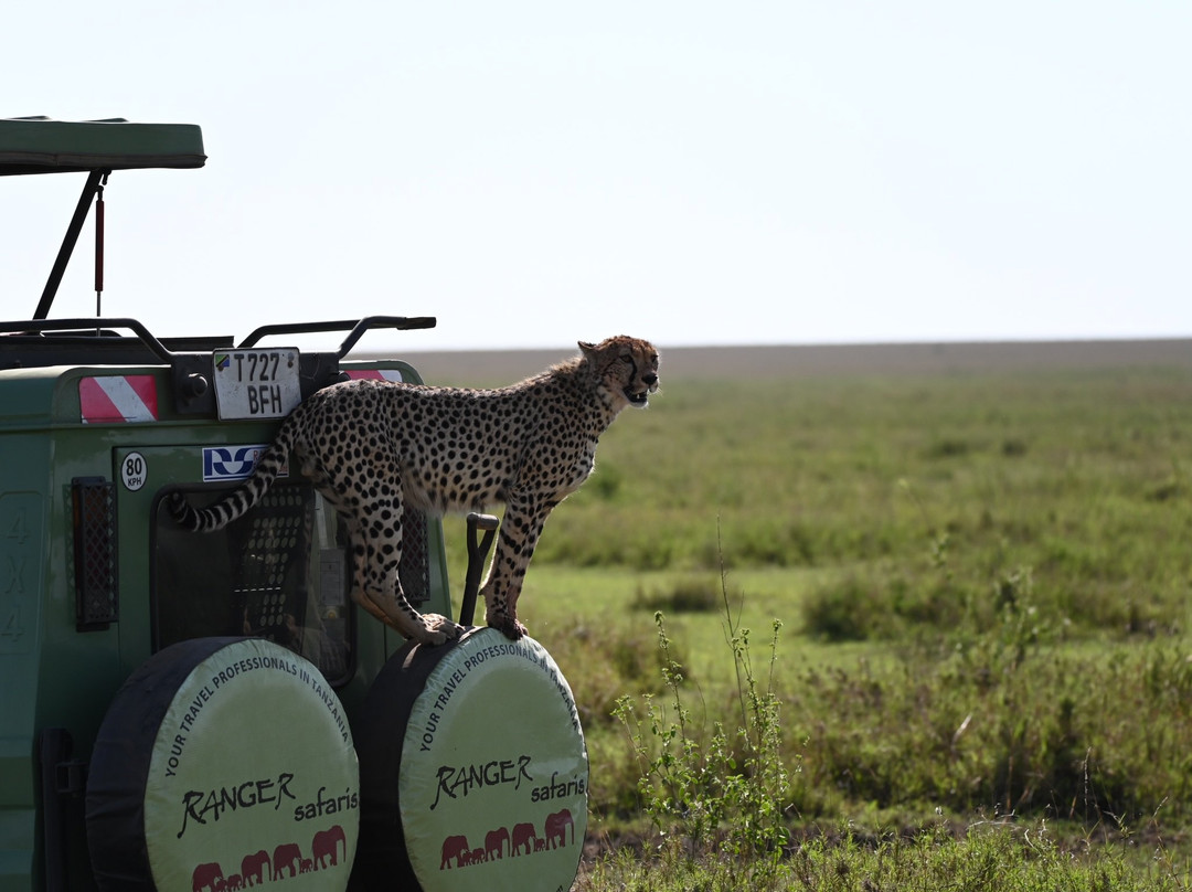 Congema Safaris - Day Tours景点图片