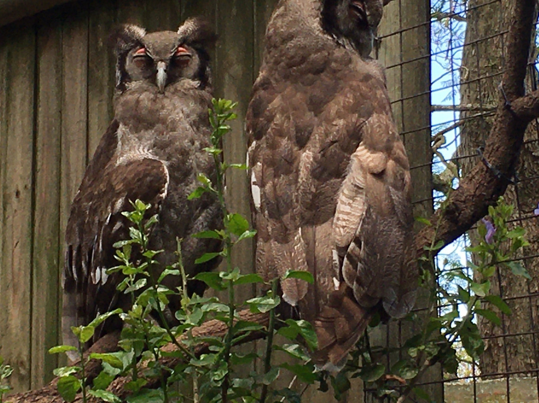 African Raptor Centre-彼得马里茨堡必去景点