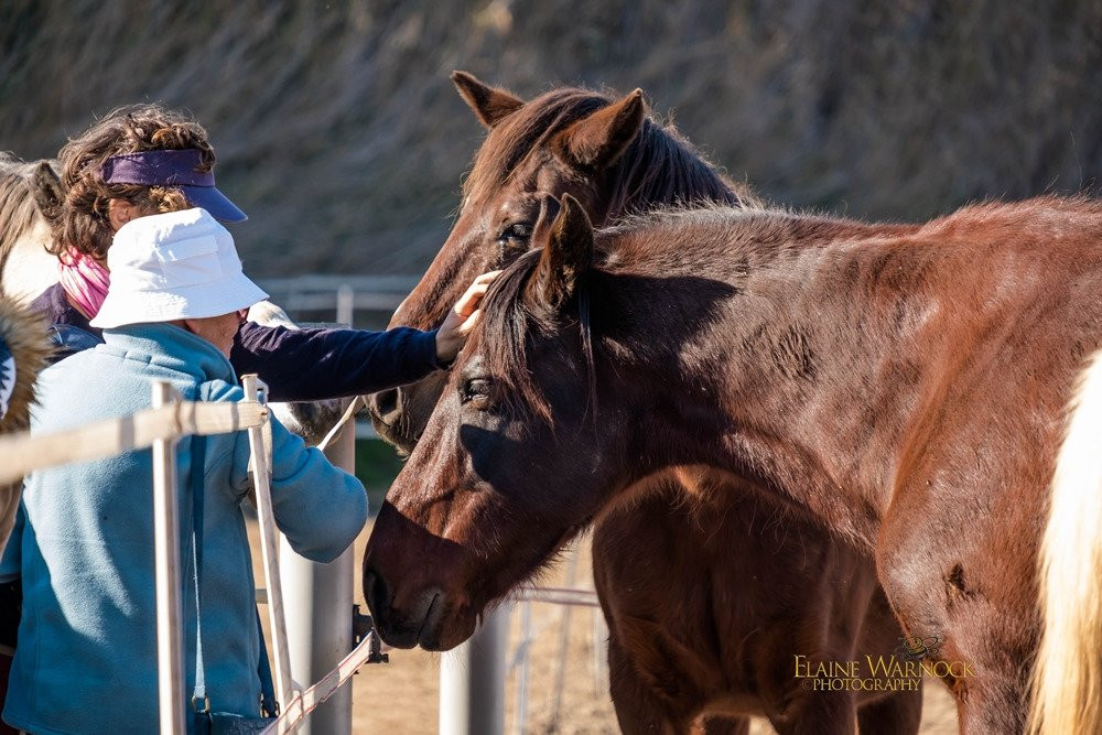 Easy Horse Care Rescue Centre景点图片