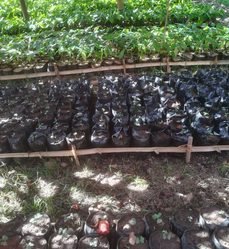Millot Plantation景点图片